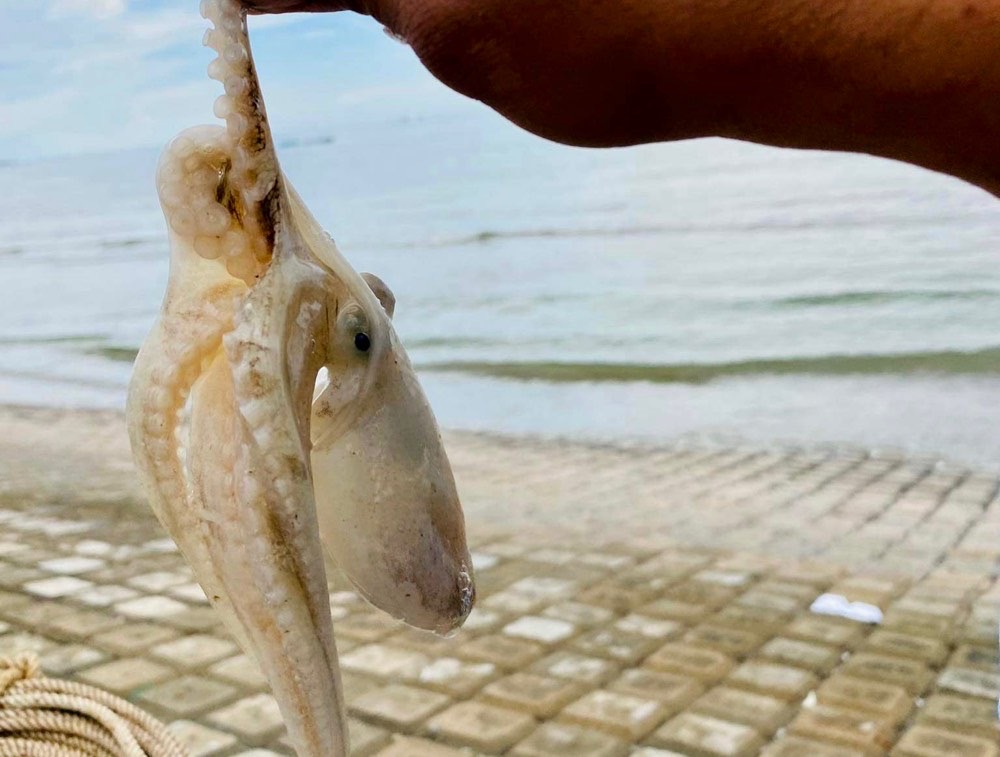 Bạch tuộc ở biển Phan Thiết. Ảnh: Duy Tuấn
