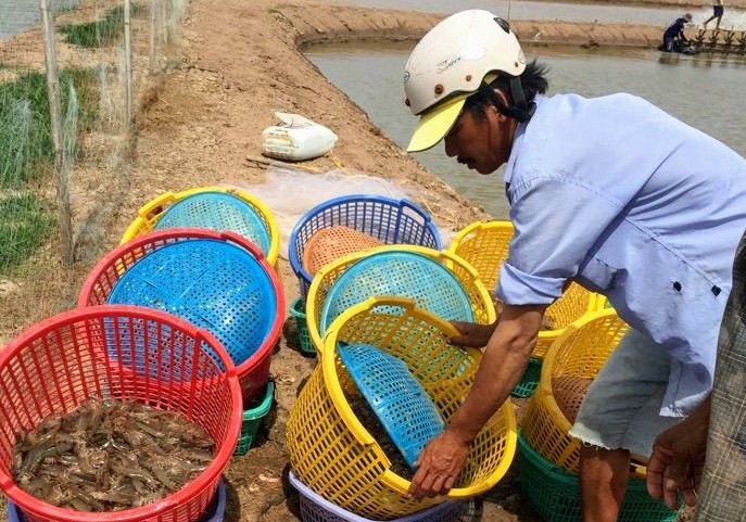 Thu hoạch tôm nuôi tại tỉnh Bạc Liêu, với mức giá thấp người nuôi lãi không nhiều. Ảnh: Nhật Hồ