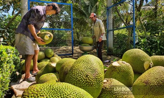 Nông dân ở Tiền Giang thu hoạch mít. Ảnh: Thành Nhân