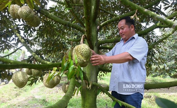 Trái Sầu Riêng mang lại kinh tế cao đã giúp người nông dân khấm khá. Ảnh: Thành Nhân