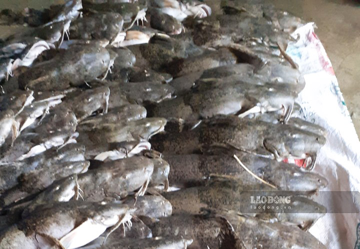 Gần 12 tấn cá chiên đặc sản nuôi sông tại Tuyên Quang bất ngờ chết trắng khiến người dân lo lắng. Ảnh: Nguyễn Tùng
