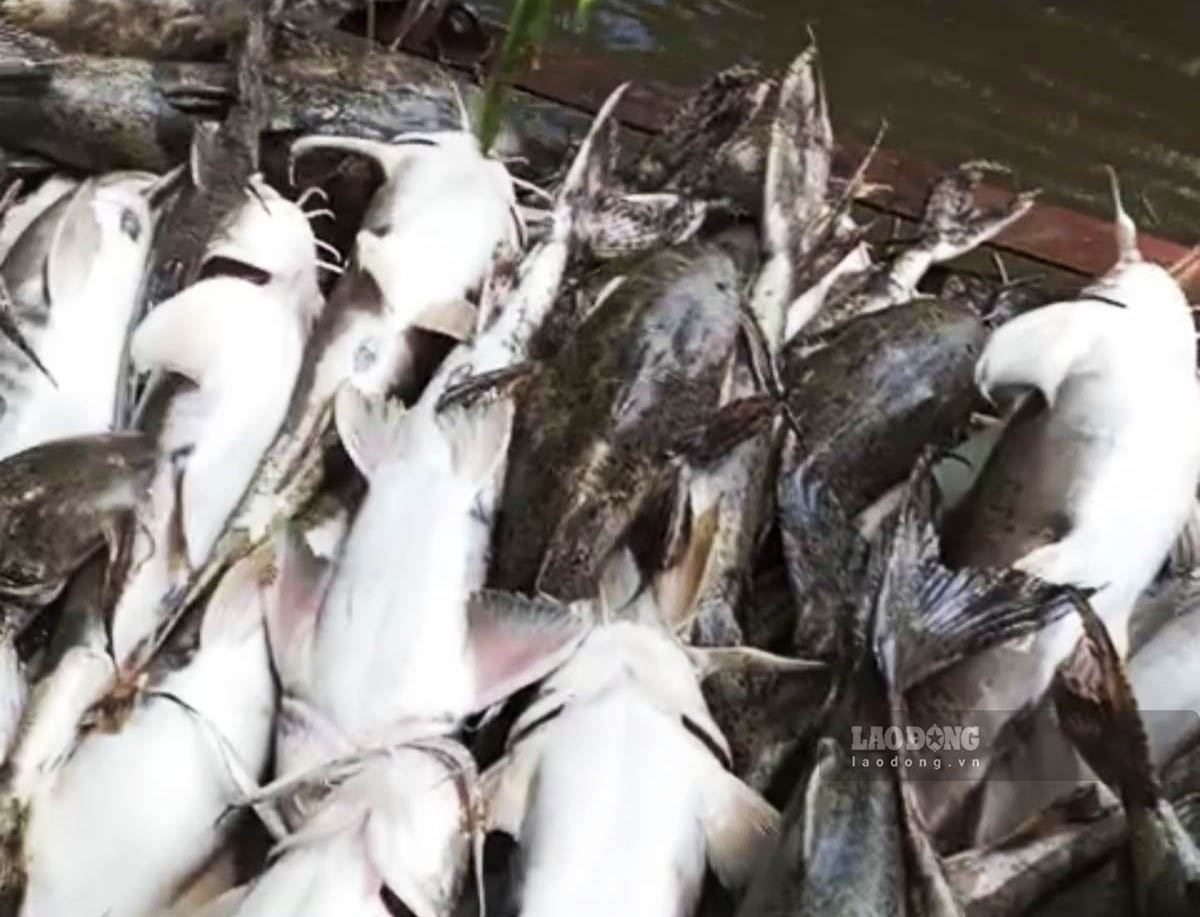 Thống kê cho thấy đã có hơn 11 tấn cá chiên giá trị cao tại Tuyên Quang bị chết bất thường. Ảnh: Nguyễn Tùng.