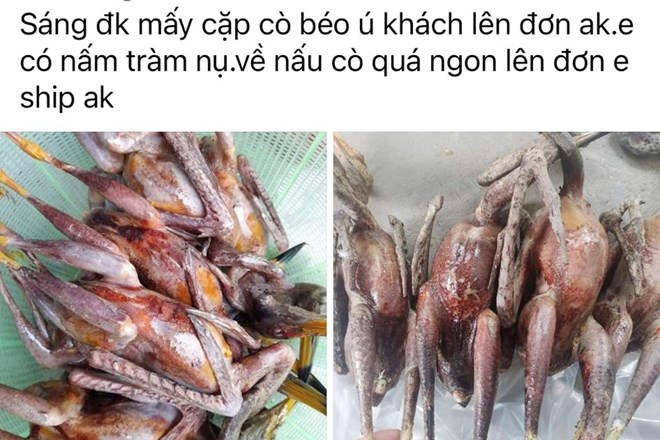 Xác minh, xử lý các đối tượng rao bán chim trời trên Facebook