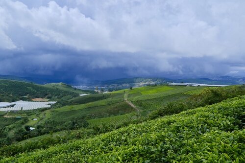 TP Đà Lạt tăng cường ứng dụng công nghệ cao trong sản xuất nông nghiệp ở thành phố. Ảnh: Hữu Long