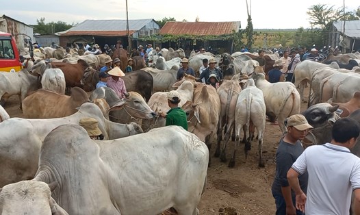 Hàng trăm con trâu, bò này được nhập lậu vào Việt Nam mỗi ngày. Ảnh: PV
