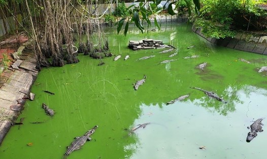 Đàn cá sấu nuôi tại Công viên văn hóa An Hòa phục vụ tham quan sau khi phát hiện 6 con đã xổng chuồng. Ảnh: Nguyên Anh