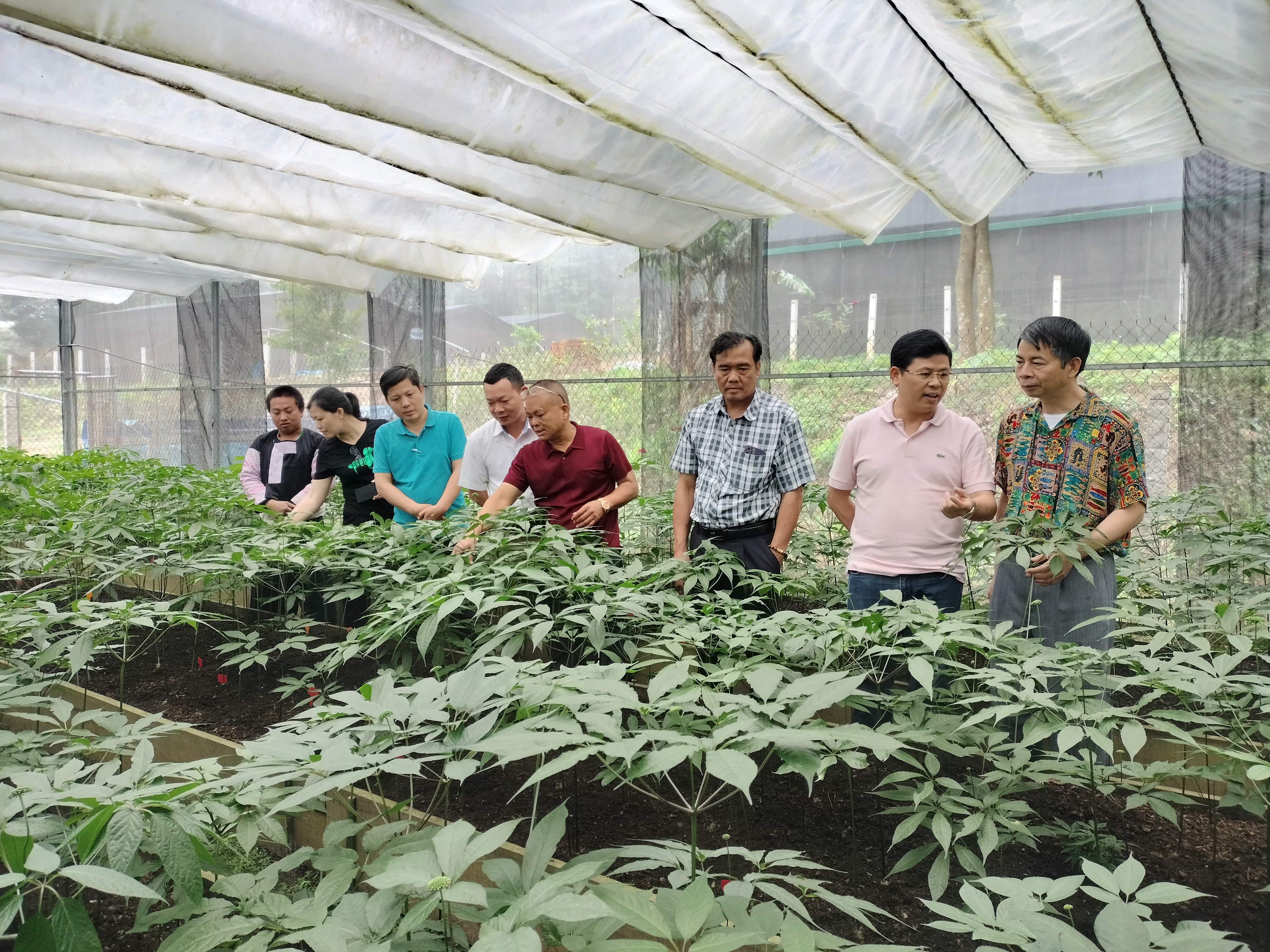 Ông Nguyễn Chí Long (áo đỏ) bên những cây Sâm Ngọc Linh đã trưởng thành - là thành quả hàng chục năm mày mò, thử nghiệm. Ảnh: Khánh Linh