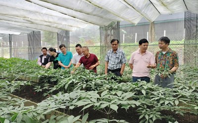 Ông Nguyễn Chí Long (áo đỏ) bên những cây Sâm Ngọc Linh đã trưởng thành - là thành quả hàng chục năm mày mò, thử nghiệm. Ảnh: Khánh Linh