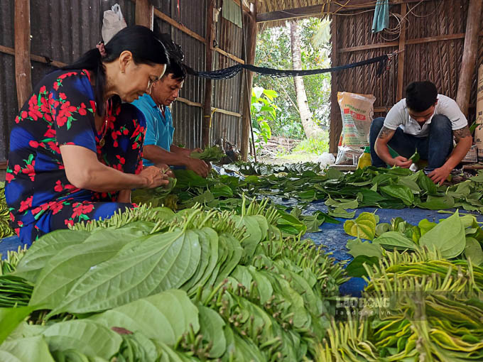 Trầu sau khi hái sẽ được liễn trầu (xếp trầu thành từng ốp) gọn gàng, sau đó giao cho thương lái. Tại Vị Thủy có khoảng chục vựa thu mua trầu, mỗi ngày thương lái sẽ đến thu gom và đem tiêu thụ ở các chợ trên địa bàn tỉnh, TP.Hồ Chí Minh, xuất sang Campuchia, Đài Loan, Trung Quốc.