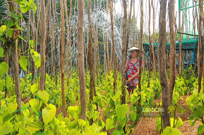 Chị Nguyễn Thị Mai một hộ trồng trầu ở Vị Thủy (Hậu Giang) cho biết: “Dây trầu rất dễ sống, khi trồng chỉ cần lên liếp đắp rơm rạ để đất ẩm có độ tơi xốp. Dây trầu quá dài thì cắt ngọn ghim xuống đất lại có thêm dây mới. Mỗi năm chỉ cần thay nọc trầu (trụ để dây trầu bám vào) một lần, không cần phải thay dây, nên vòng đời của cây trầu khá lâu. Cứ 1.000m2 đất trồng được 1.000 nọc trầu. Nọc trầu làm bằng cây tràm, vì thân tràm giúp trầu bám rễ, phát triển tốt”.