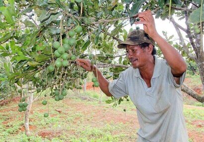 Nhiều nông dân ở Đắk Nông đã chuyển đổi cây trồng vật nuôi phù hợp với điều kiện thổ nhưỡng ở địa phương. Ảnh: Phan Tuấn