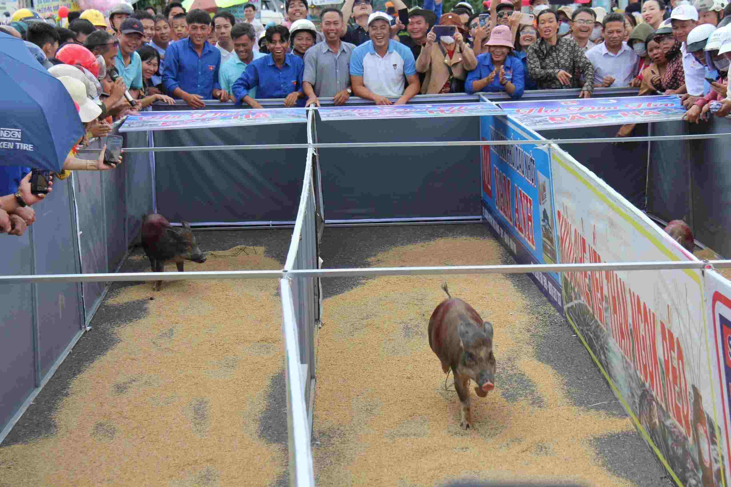 Cuộc thi đua heo sọc dừa được nhiều người dân và du khách hào hứng đón xem. Ảnh: Lê Nguyên