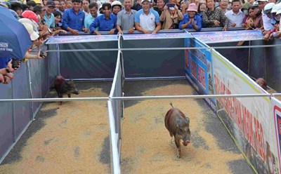 Cuộc thi đua heo sọc dừa được nhiều người dân và du khách hào hứng đón xem. Ảnh: Lê Nguyên