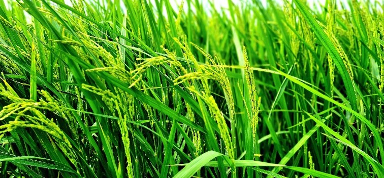 Việt Nam đảm bảo nguồn cung lúa gạo ổn định, tạo thuận lợi cho xuất khẩu gạo trong năm 2024. Ảnh: Vũ Long