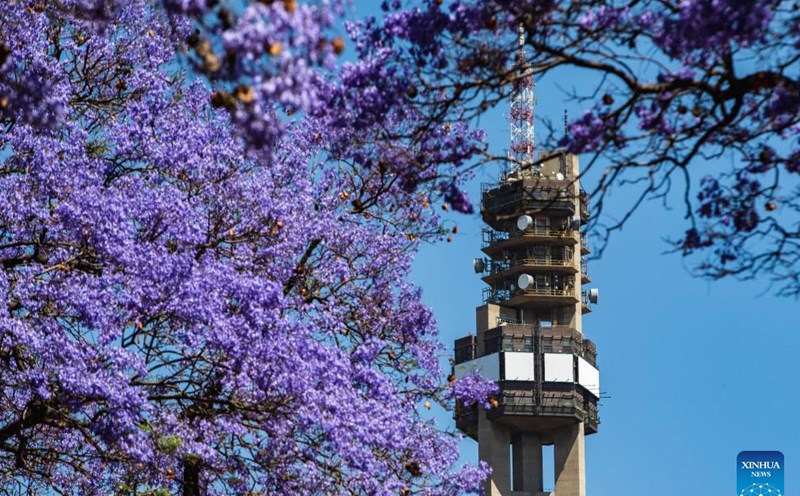 Hoa phượng tím ở thành phố Pretoria, thủ đô của Nam Phi. Ảnh: Tân Hoa Xã