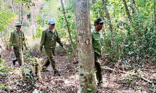 Nhờ tăng cường công tác quản lý bảo vệ rừng, toàn tỉnh Đắk Nông đã kéo giảm được nhiều vụ việc phá rừng so với cùng kỳ. Ảnh: Phan Tuấn
