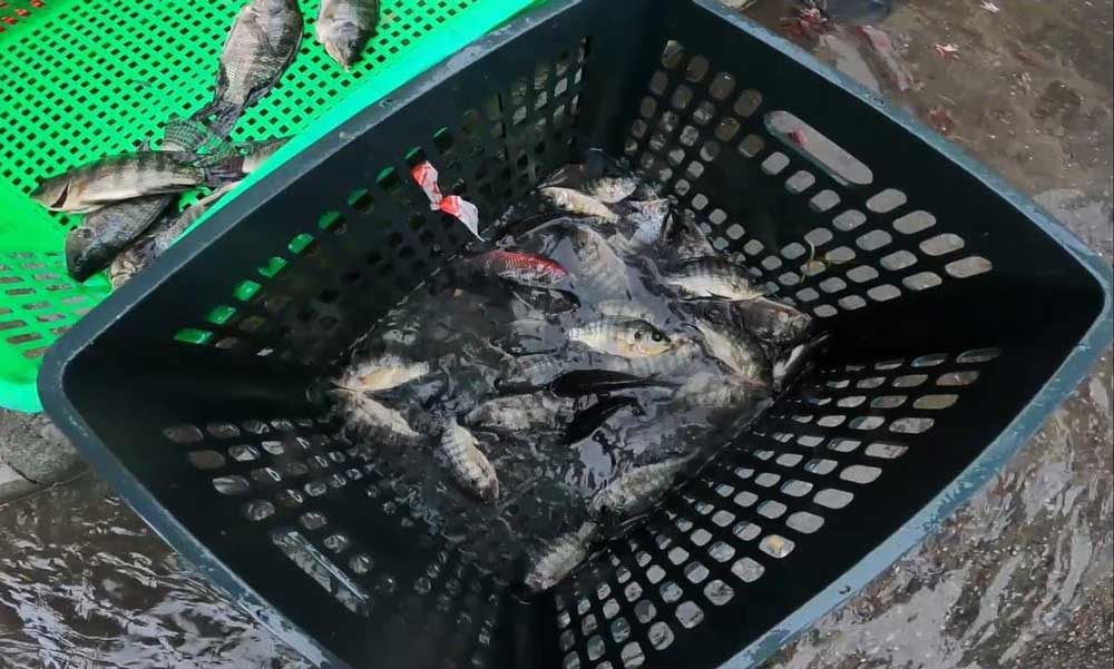 Người dân Đà Nẵng thích thú bắt cá giữa đường thả về hồ sau mưa ngập