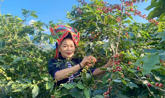 Người dân vùng cao vui mừng chuẩn bị đón chào Lễ hội cà phê tỉnh Sơn La lần thứ nhất năm 2023. Ảnh: Minh Thành