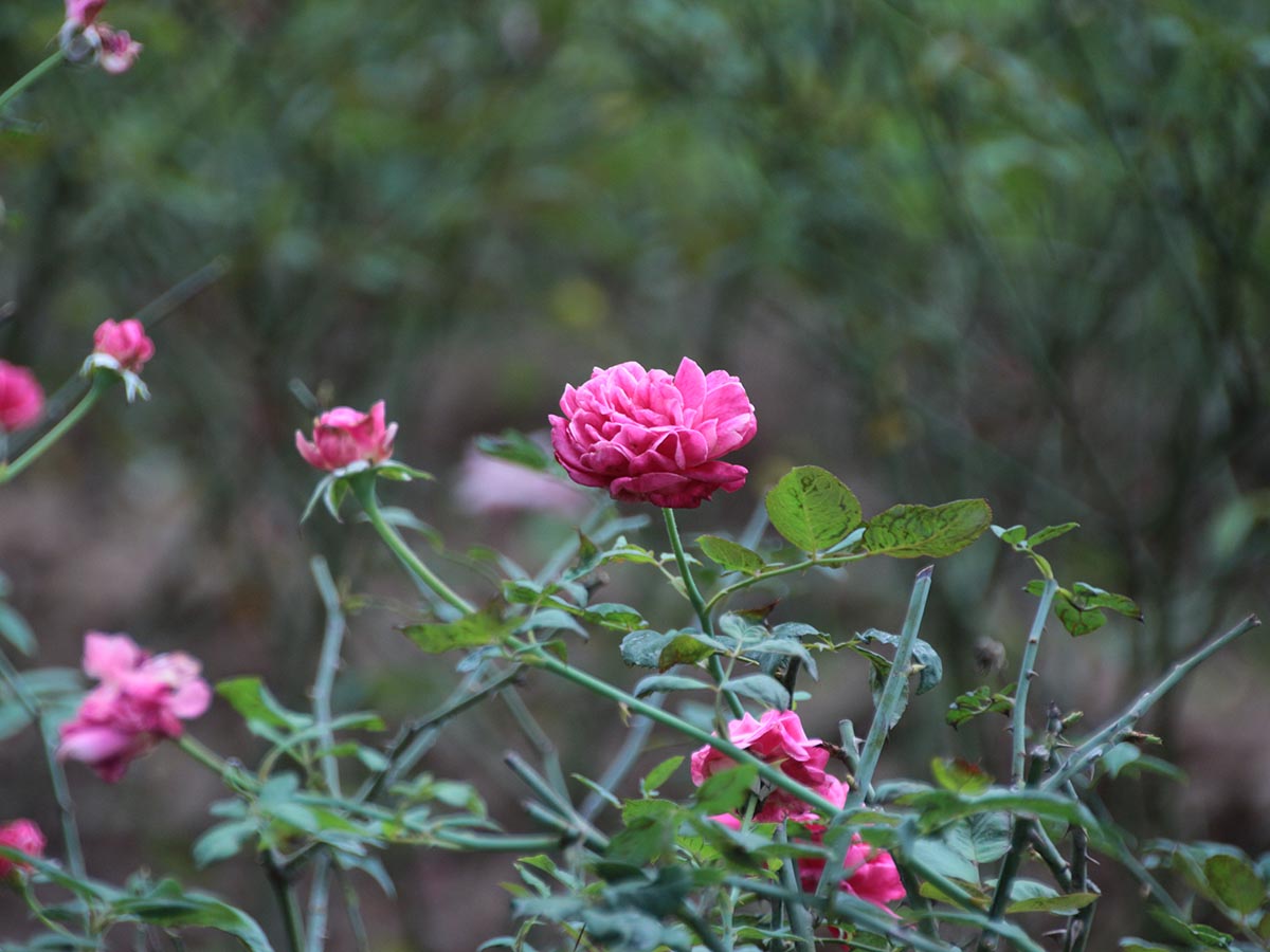 Hàng hoa hồng được trồng bên trong công viên. Ảnh: Thanh Hà