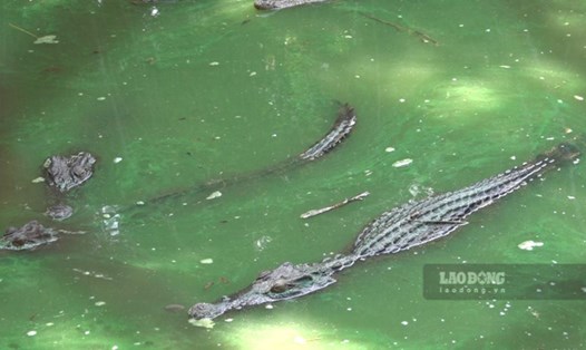 Đàn cá sấu này đã nuôi khoảng hơn 10 năm trong công viên. Ảnh: Nguyên Anh
