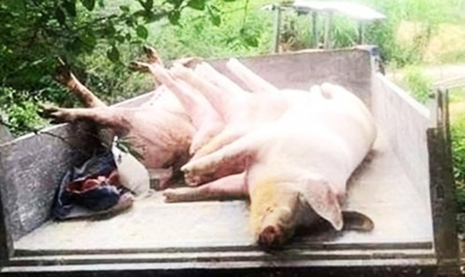 Lợn bị dịch bệnh được đem đi tiêu huỷ. Ảnh: Lê Phi Long