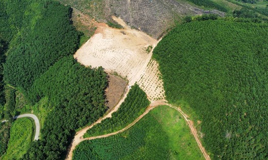 Một góc rừng vừa được người dân nhận giao khoán đất lâm nghiệp trồng bổ sung cây xanh tại xã Lương Thịnh, huyện Trấn Yên, tỉnh Yên Bái. Ảnh: Bảo Nguyên