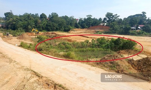 Diện tích đất nông nghiệp đang trồng xoài (vị trí khoanh màu đỏ) trong Khu TĐC Đồng Bạc sẽ bị cưỡng chế. Ảnh: Tô Công