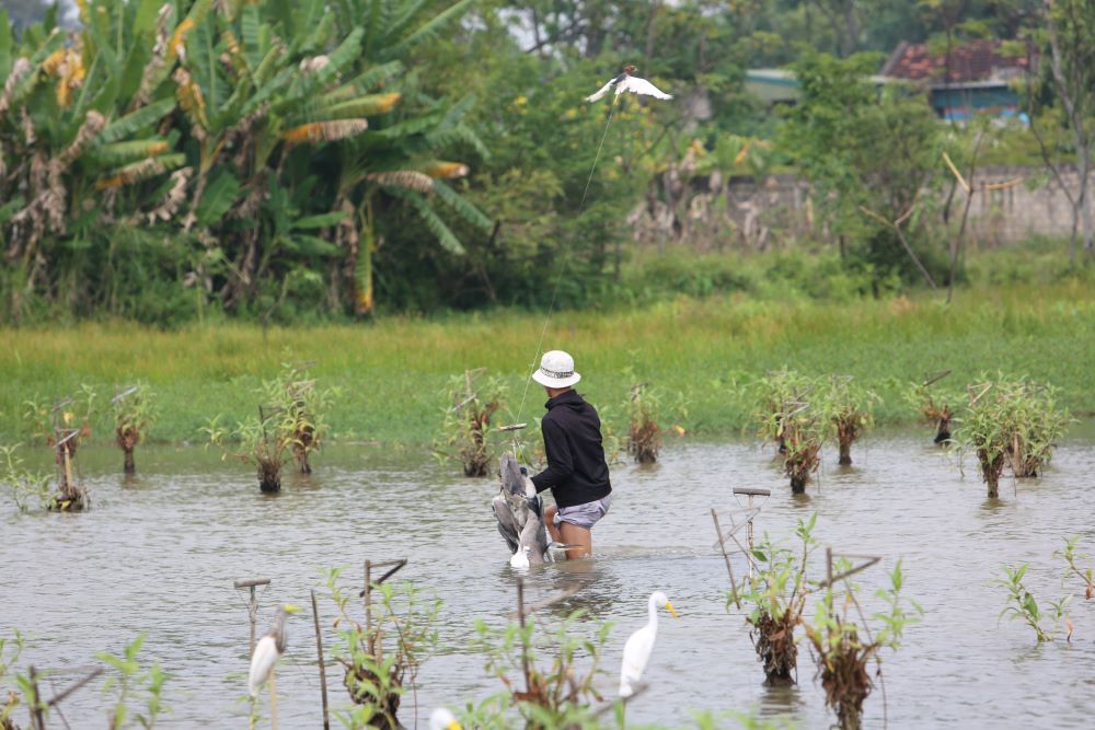 Phát hiện các trường hợp giăng bẫy bắt chim trời ở khu vực cánh đồng xã Quảng Hùng, TP. Sầm Sơn. Ảnh: Quách Du