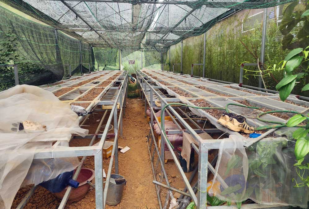 Hệ thống vườn ươm hiện đã chết khô do thiếu điều kiện chăm sóc. Ảnh: Long Nguyễn