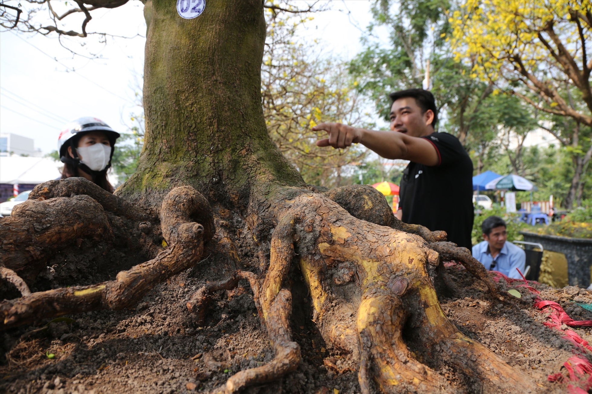 Một cây mai cổ được trưng bày tại Hội Hoa xuân năm 2023. Ảnh: Anh Tú