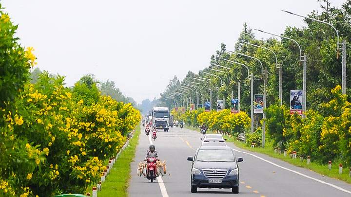 Chạy dọc tuyến quốc lộ 61C (đường nối TP Cần Thơ - Vị Thanh, tỉnh Hậu Giang) vào mùa này, bạn sẽ không khỏi ngỡ ngàng khi nhìn thấy vẻ đẹp rực rỡ của hai hàng cây hoa hoàng yến nở rộ ven đường.