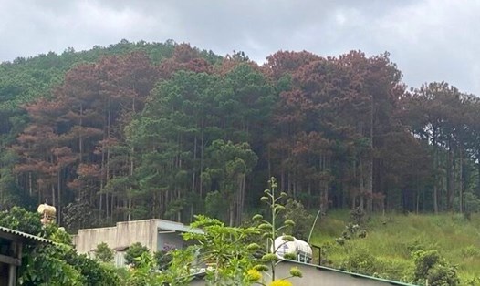 Nhiều mảnh rừng thông ở Lâm Đồng đã bị kẻ gian hạ độc, chết đứng. Ảnh: Lê Sơn