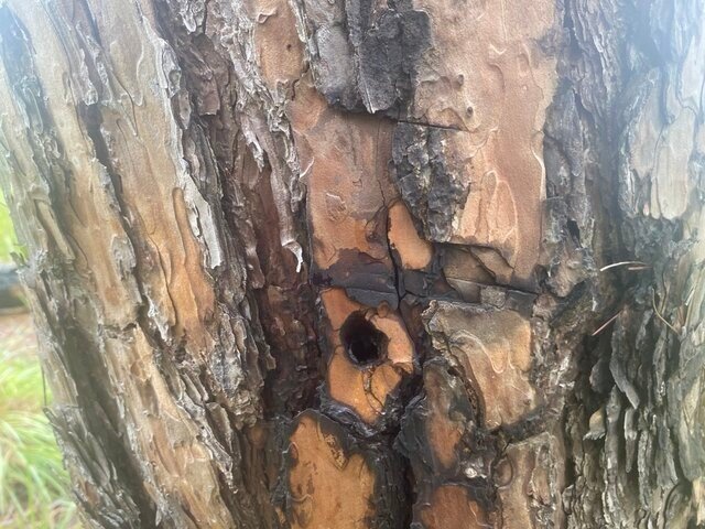 Trên thân cây thông bị chết xuất hiện nhiều vết khoan. Ảnh: Lê Sơn