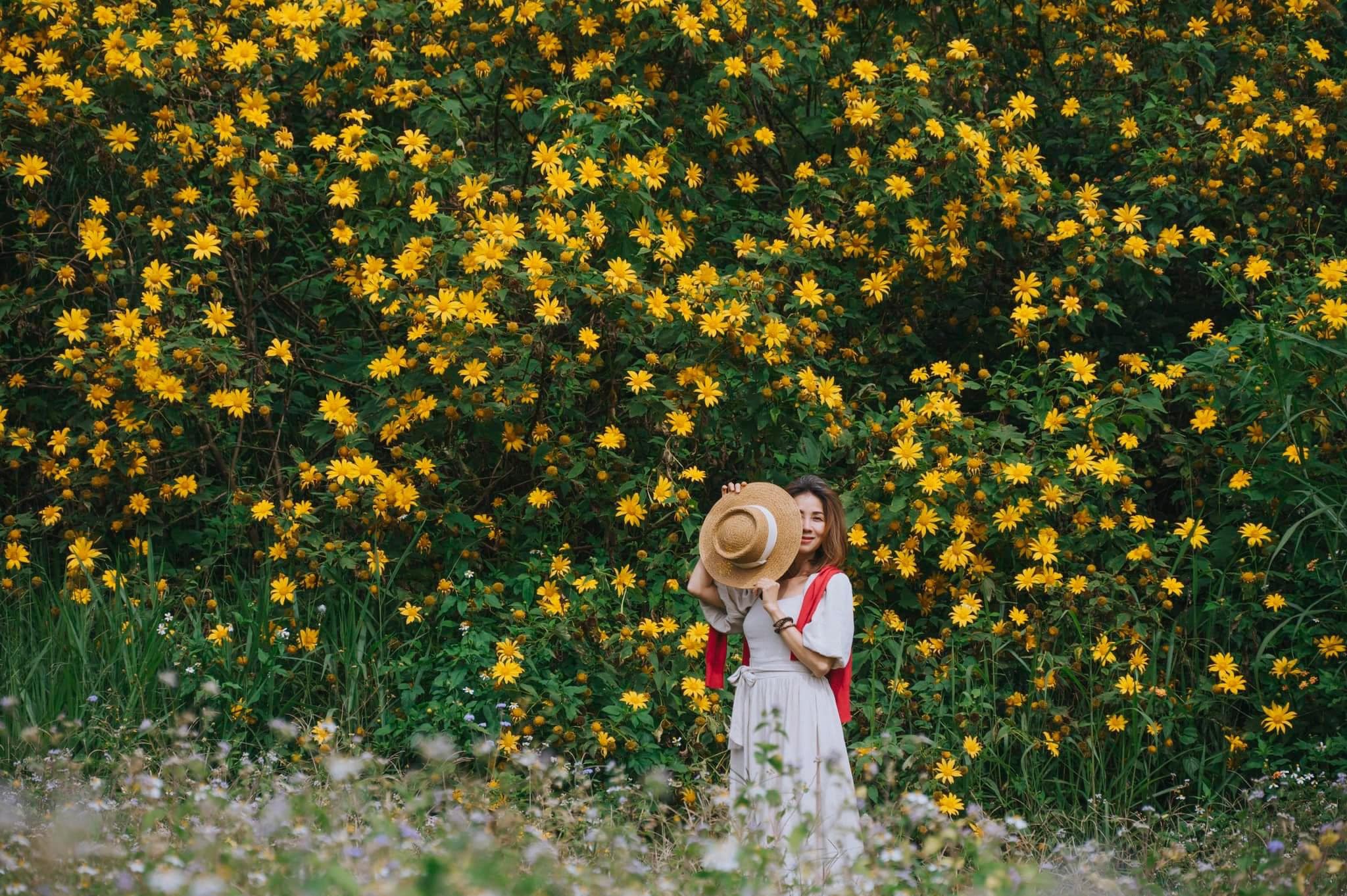 Hoa dã quỳ nở rộ thu hút nhiều bạn trẻ đến check-in