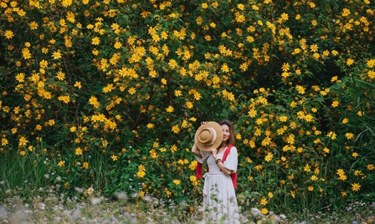 Hoa dã quỳ nở rộ thu hút nhiều bạn trẻ đến check-in