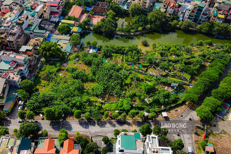 Lô đất F4/TH2 nằm trên mặt phố Bùi Quốc Khái có diện tích 1,1 ha được quy hoạch trở thành trường tiểu học cũng được quây kín hàng rào và trờ thành nơi trồng rau để phục vụ cho các hộ dân xung quanh.
