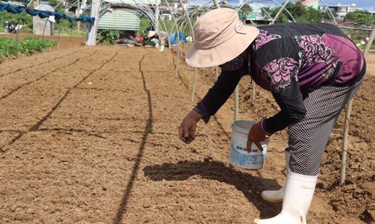 Nông dân ở Đà Nẵng đánh cược với thời tiết để gieo trồng sau khi bị nước lũ nhấn chìm. Ảnh: Nguyễn Linh