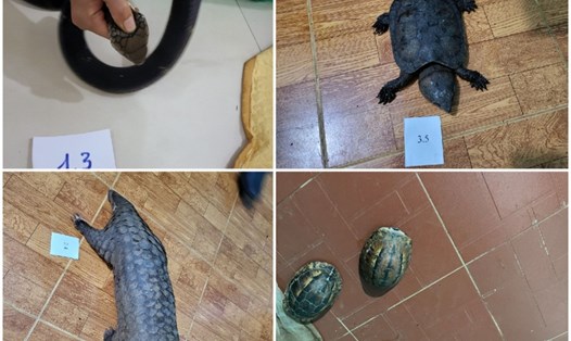 Cá thể rắn hổ mang, rùa... được công an phát hiện, bắt giữ. Ảnh: Công an Gia Lai