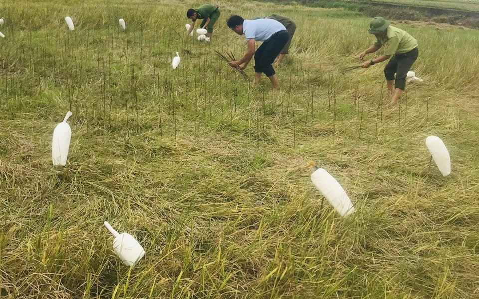 Lực lượng chức năng thu giữ nhiều cò giả để bẫy chim trời. Ảnh: Lê Phi Long
