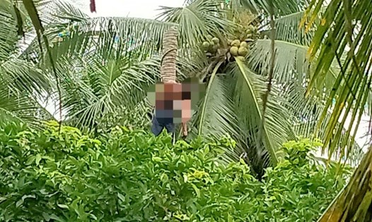 Một người đàn ông ở Vĩnh Long bị tai nạn lao động chết trên cây dừa. Ảnh: Công an cung cấp.  