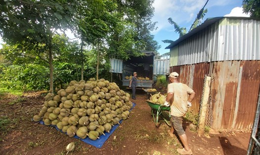 Việc quản lý mã vùng trồng sầu riêng vẫn đang là thử thách lớn đối với cơ quan chức năng ở tỉnh Đắk Lắk. Ảnh: Bảo Trung