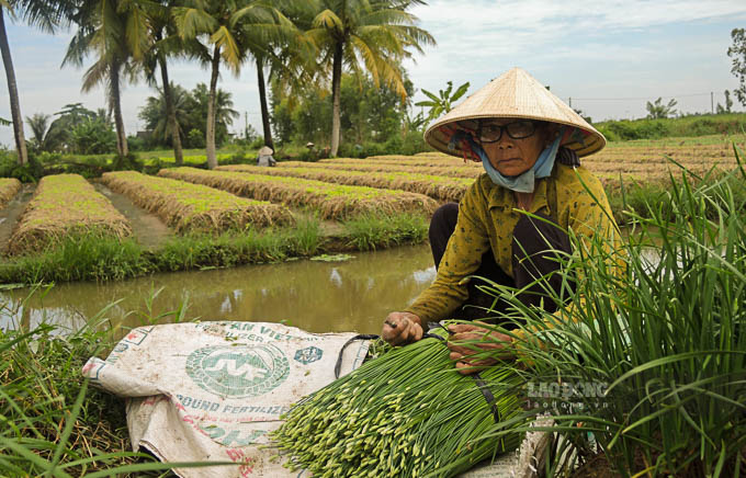 Nghề trồng rau màu đã tạo công ăn việc làm ổn định cho nhiều lao động nông nhàn ở địa phương. 