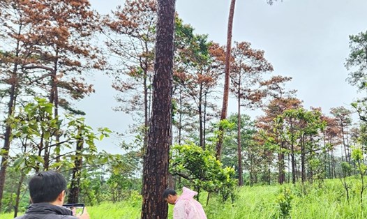Những cây thông ba lá hàng chục năm tuổi ở Lâm Đồng bị hạ độc. Ảnh: Khánh Phúc