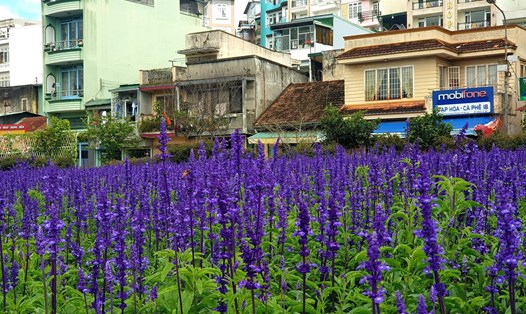 Vườn hoa tím nở rực rỡ giữa lòng Đà Lạt gây ấn tượng với khách du lịch. Ảnh: Công Danh