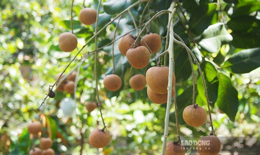 Thanh nhãn - một trong 2 loại giống cây ăn trái được trợ giá từ ngân sách theo quyết định của UBND TP Cần Thơ. Ảnh: Phương Anh