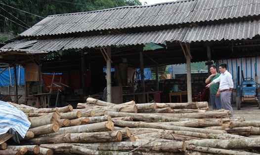 Nhiều cơ sở chế biến gỗ rừng trồng ở Yên Bái hoạt động cầm chừng hoặc đóng cửa do không tiêu thụ được. Ảnh: Bảo Nguyên