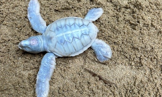 Rùa biển Blanche cực kỳ quý hiếm đã chào đời tại Trung tâm ấp trứng “Let’s Get Cracking” trên bãi biển của khu nghỉ dưỡng Six Senses Côn Đảo. Ảnh:SSCĐ