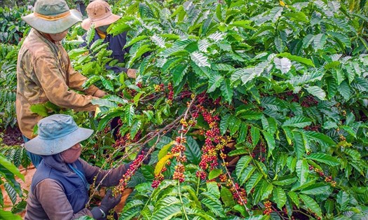 Giá cà phê đang ở mức cao khiến cho không ít nhà nông ở địa bàn tỉnh Đắk Lắk nói riêng và Tây Nguyên nói chung cảm thấy phấn khởi, hy vọng có vụ mùa bội thu. Ảnh: Ngô Minh Phương