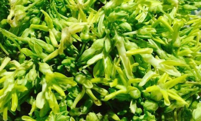 Hoa thiên lý là thực phẩm có thể hỗ trợ giảm cân. Ảnh: Phạm My