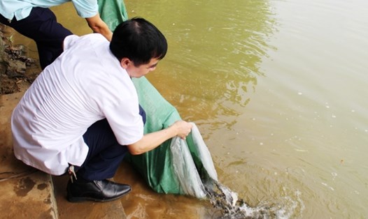 Hoạt động thả cá được diễn ra hàng năm để tái tạo nguồn lợi thủy sản. Ảnh: Phan Trang